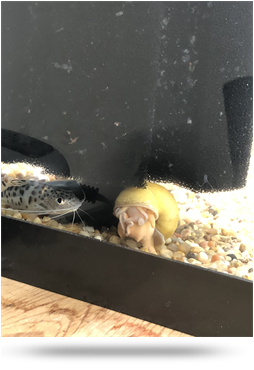 My snail and catfish - 2018